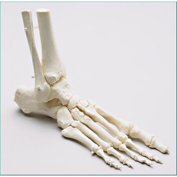 Anatomical Model, Prem Right Foot W/Radius & Fibula Loosely Strung